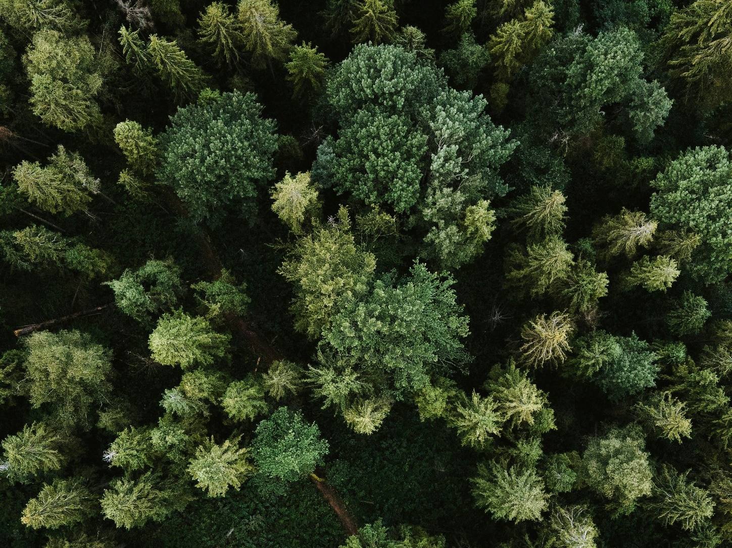 Bosque visto desde arriba